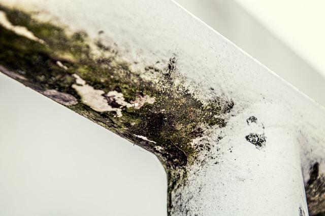 Construction Quality Control Singapore Mold Remediation